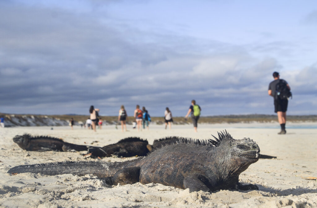 Travelling to the Galapagos Islands