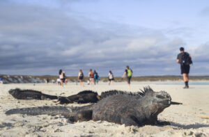 Travelling to the Galapagos Islands