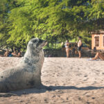 Galapagos Islands